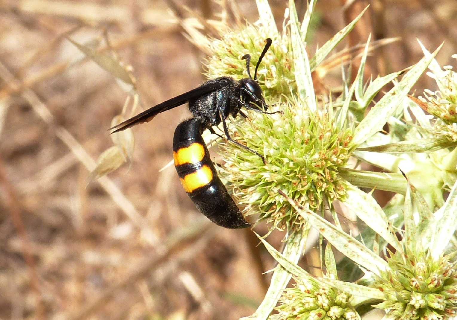 Scolie vere e scolie finte (Stizoides tridentatus)